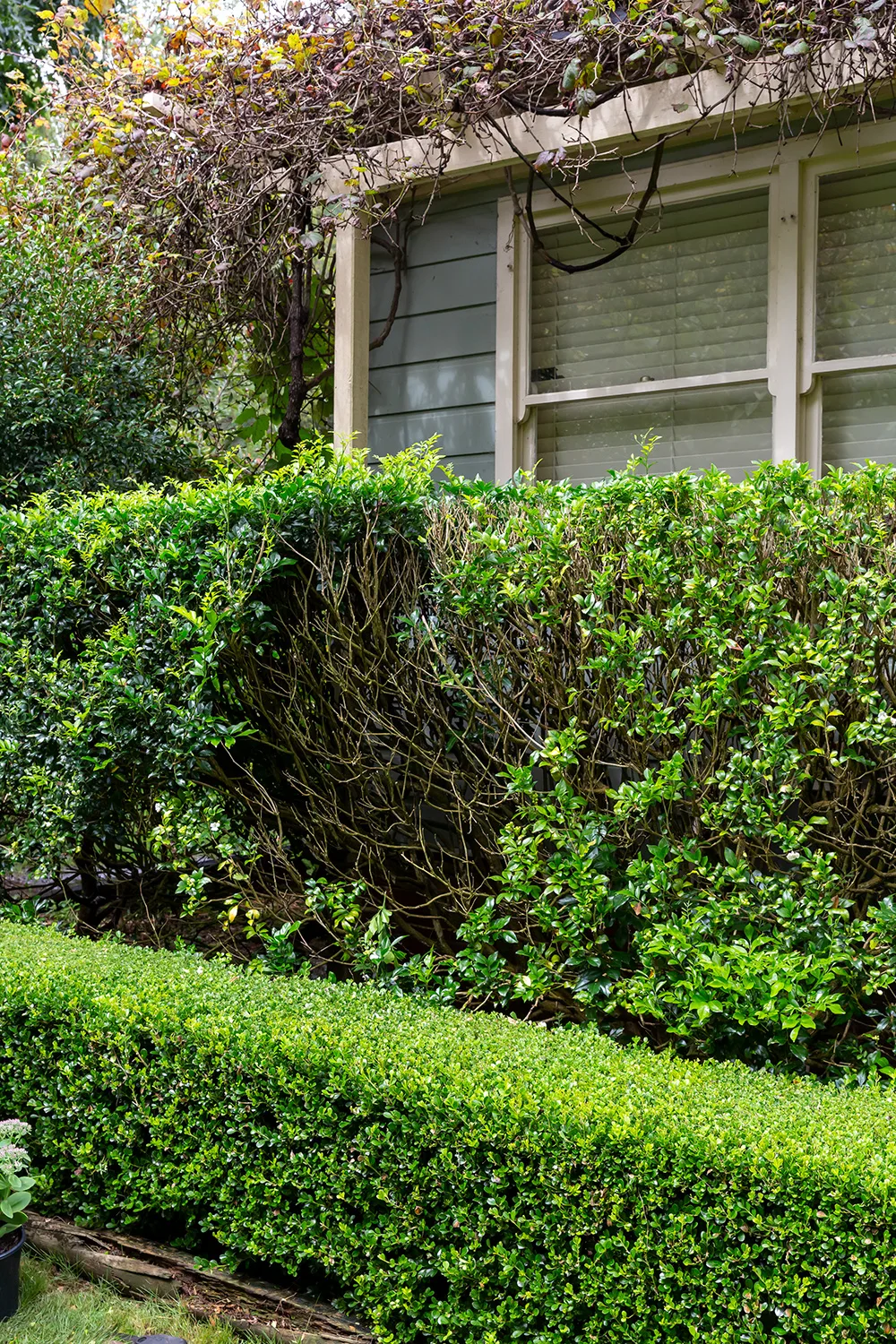 hedge
