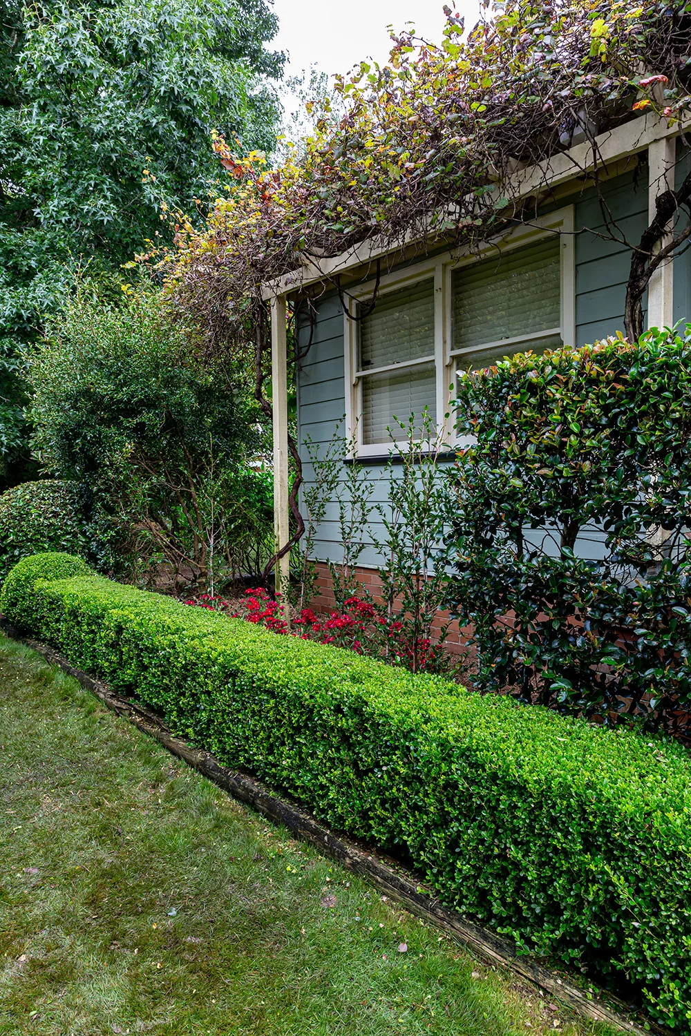How to clip a hedge