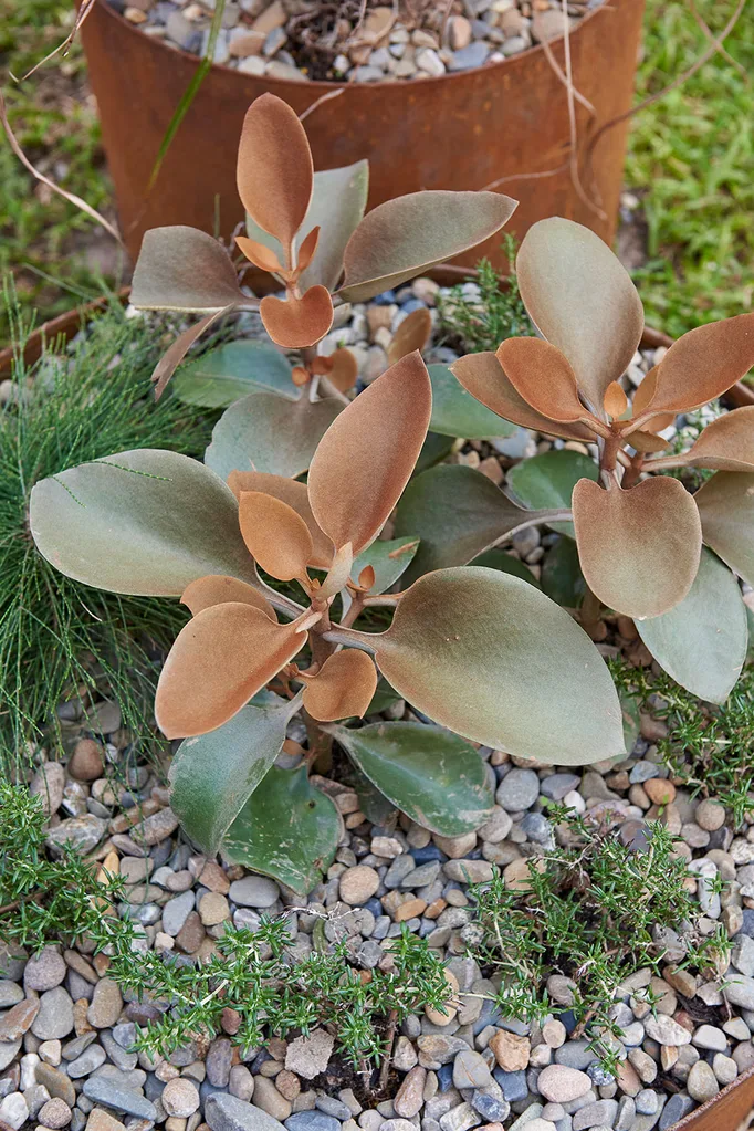 Kalanchoe copper spoons