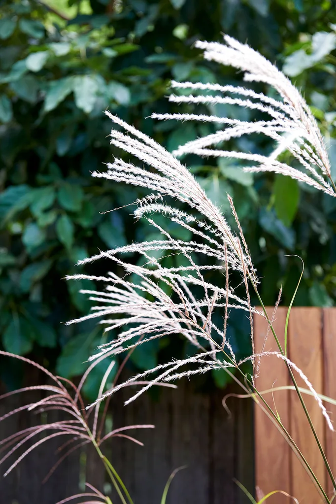 Miscanthus