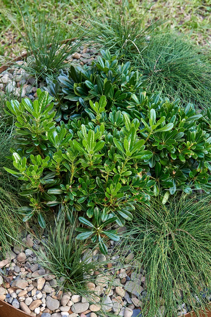 Pittosporum miss muffet