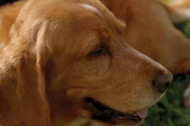 How to keep your dog safe over Easter