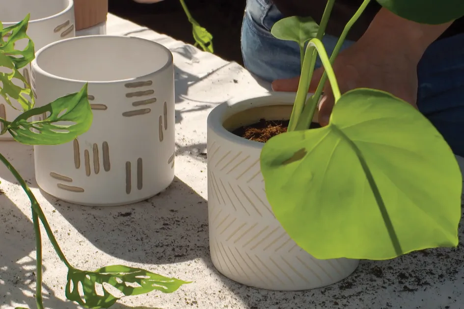 soil jade plant Jade Plant