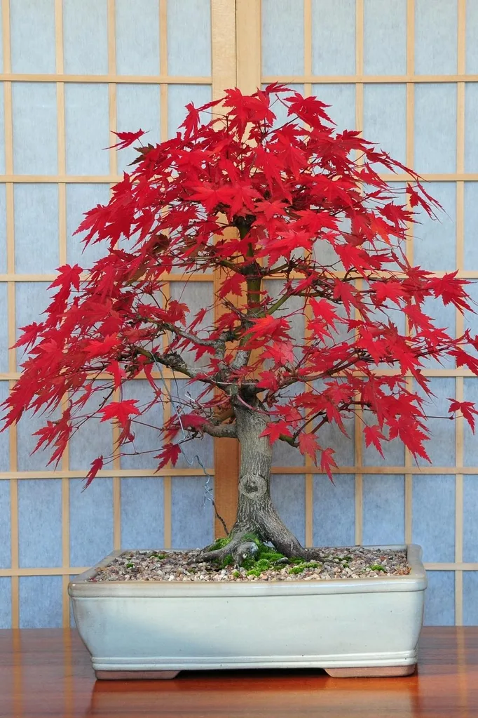Japanese Maple