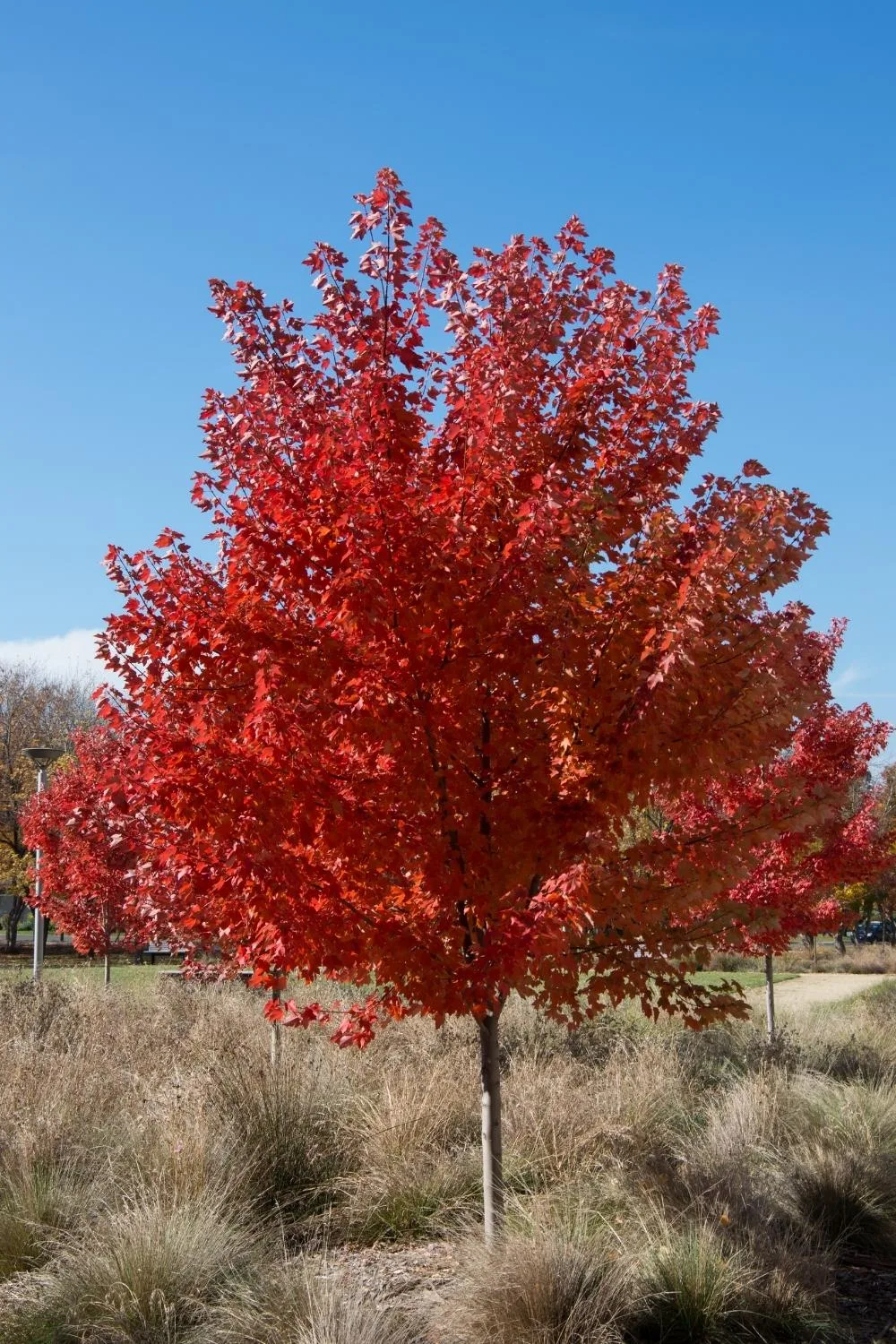 maple autumn glory
