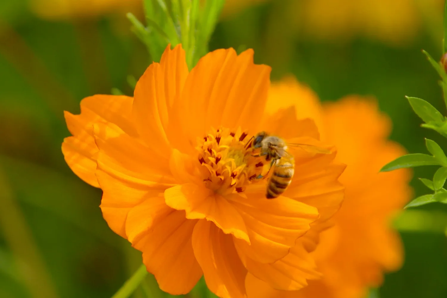 Sydney’s urban beehives