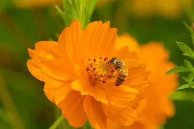 Sydney’s urban beehives