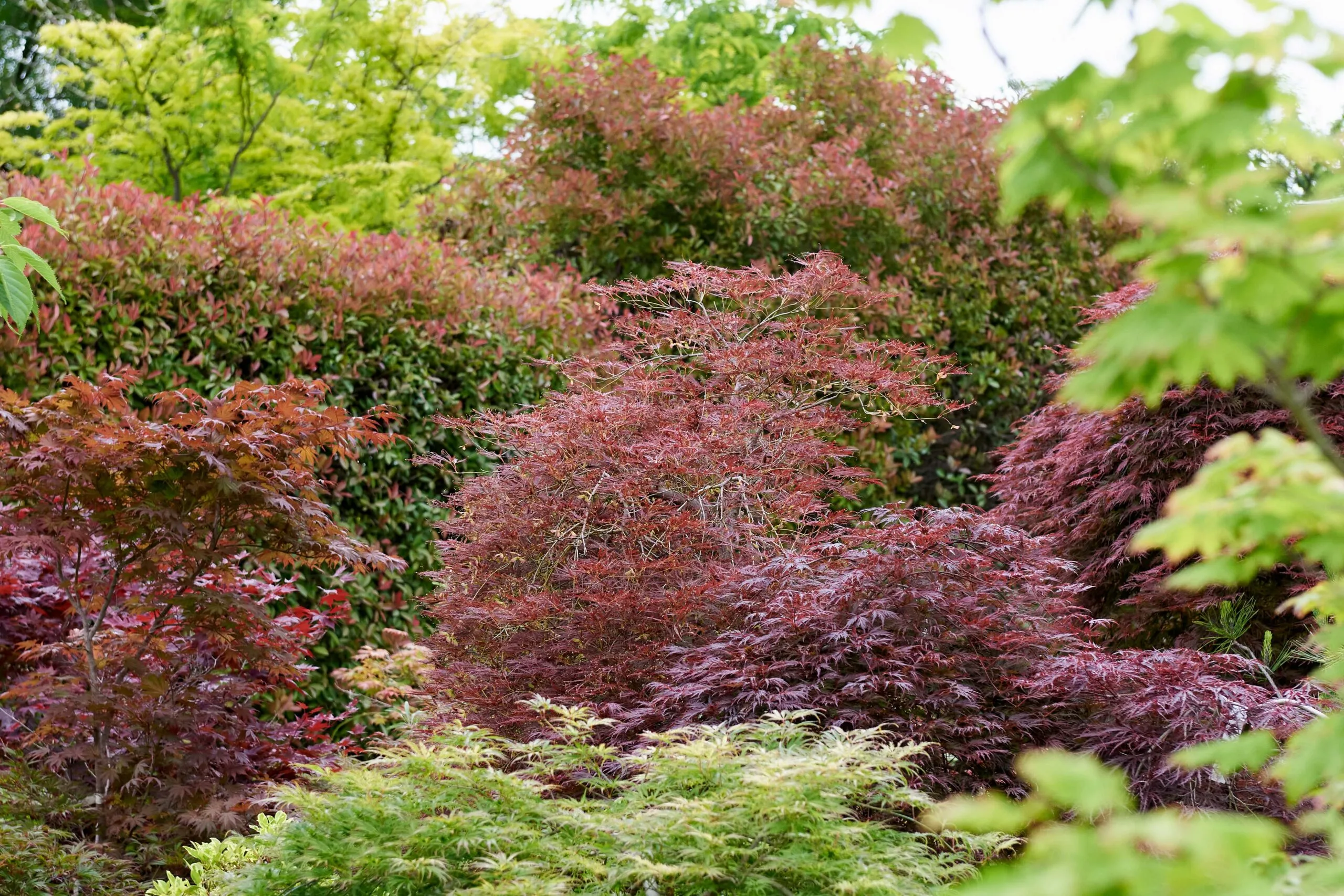 How to grow a Japanese maple