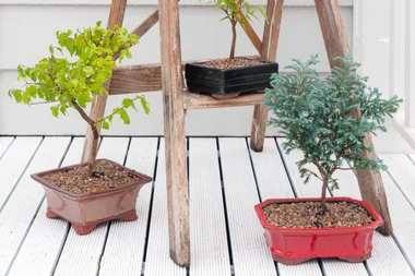 How to grow a Japanese maple bonsai