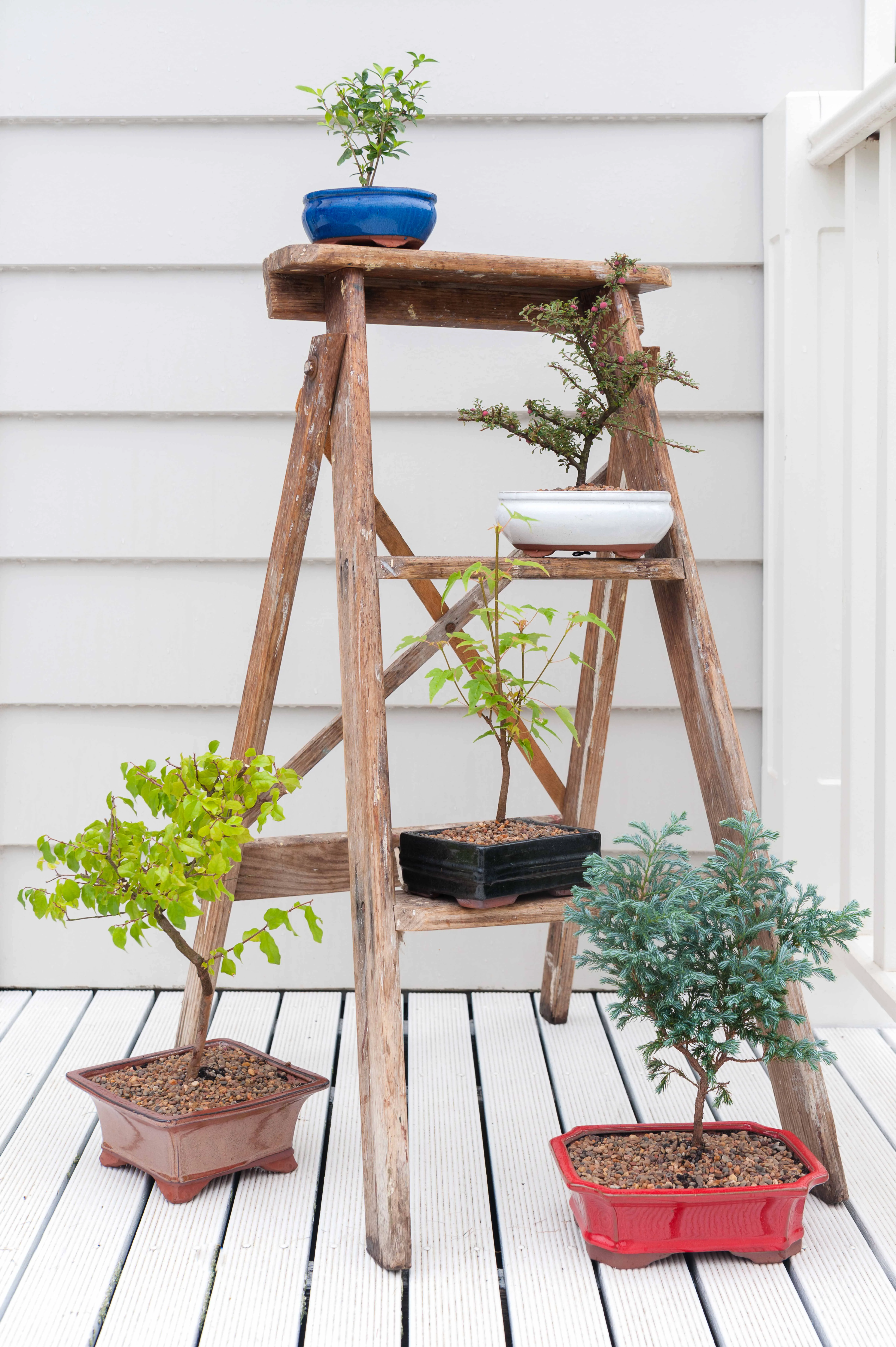 bonsai