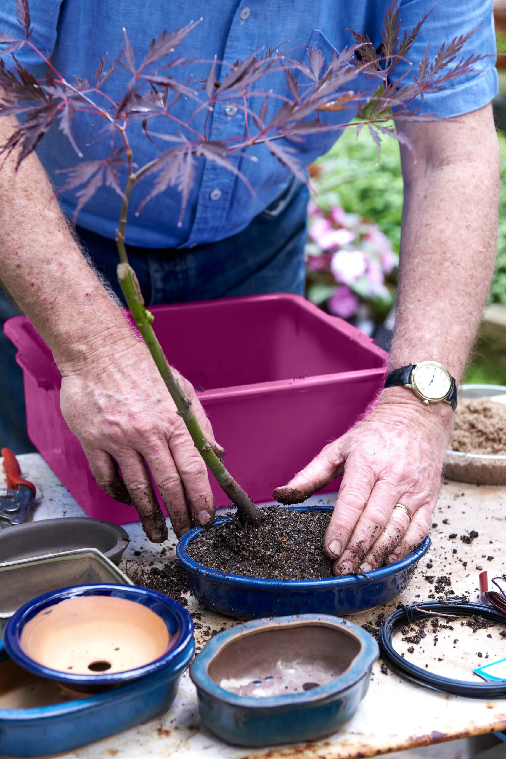 Fill bonsai pot with your new potting mix, creating a well where you want to put your maple. STEP 6