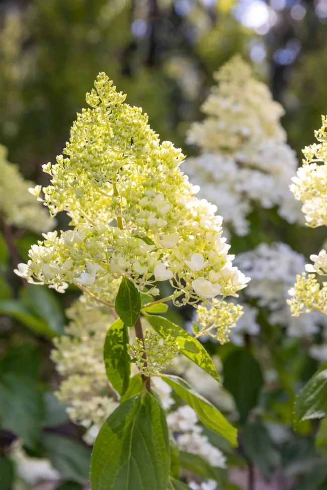 hydrangea paniculata