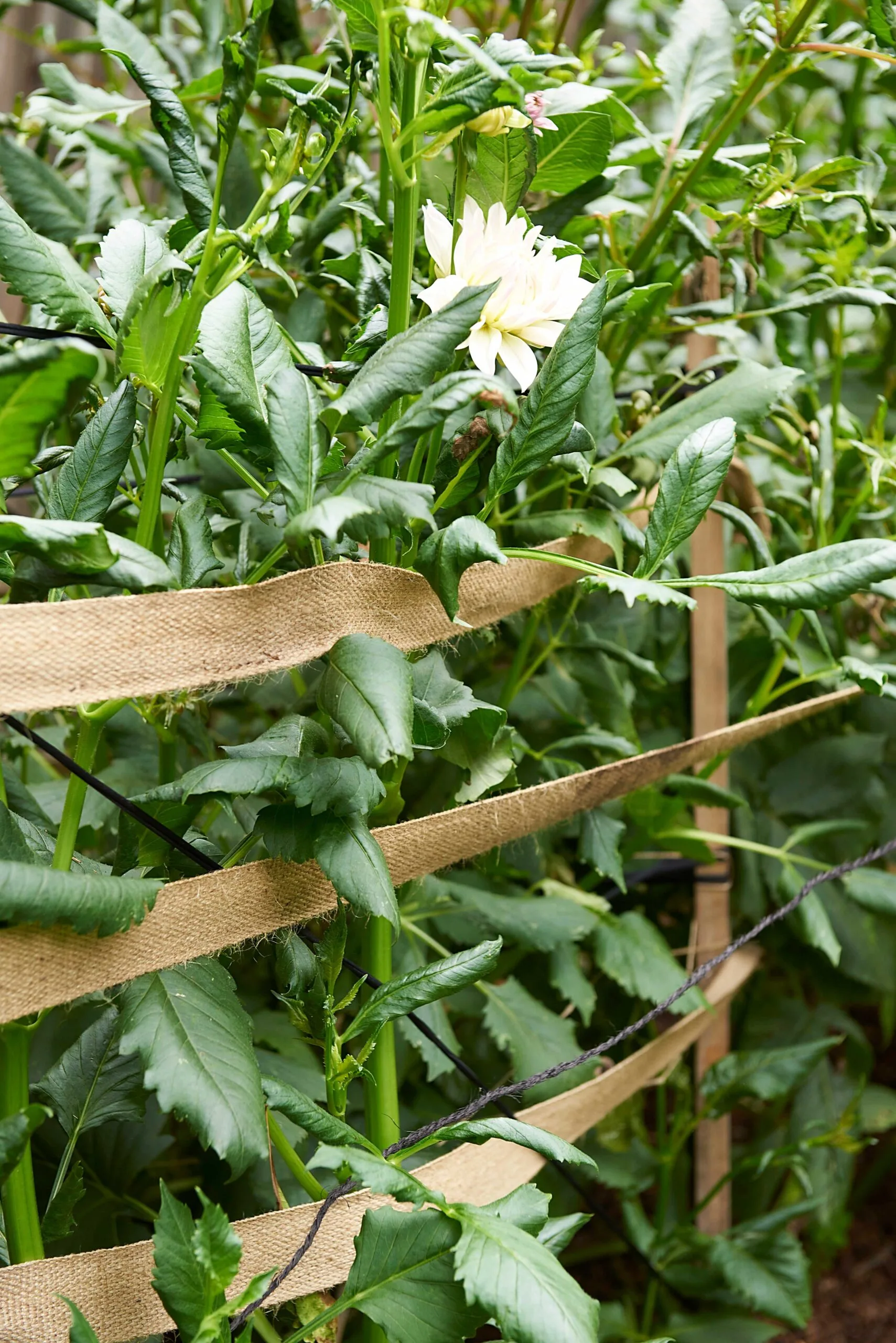 High-stakes gardening