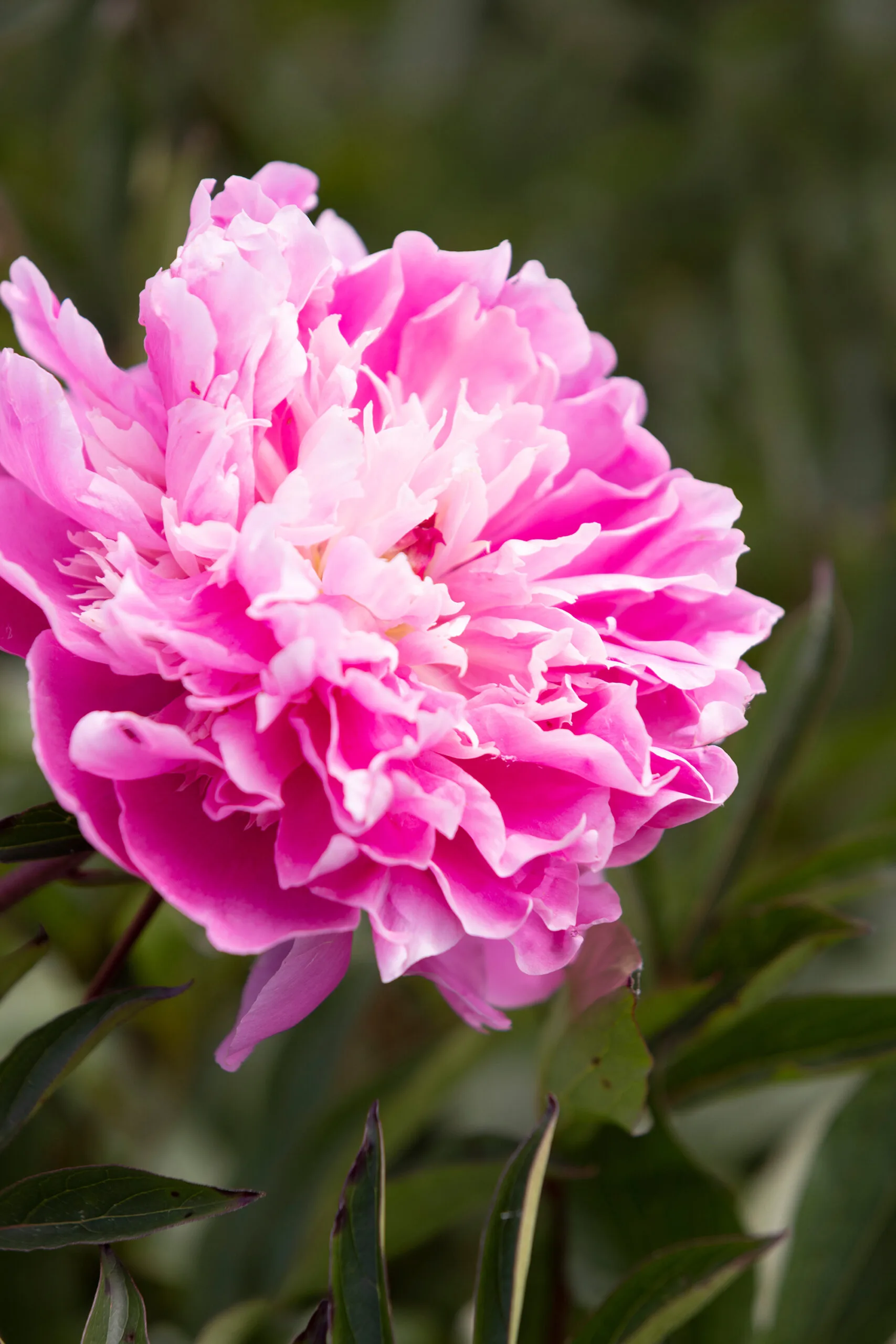 Herbaceous peony