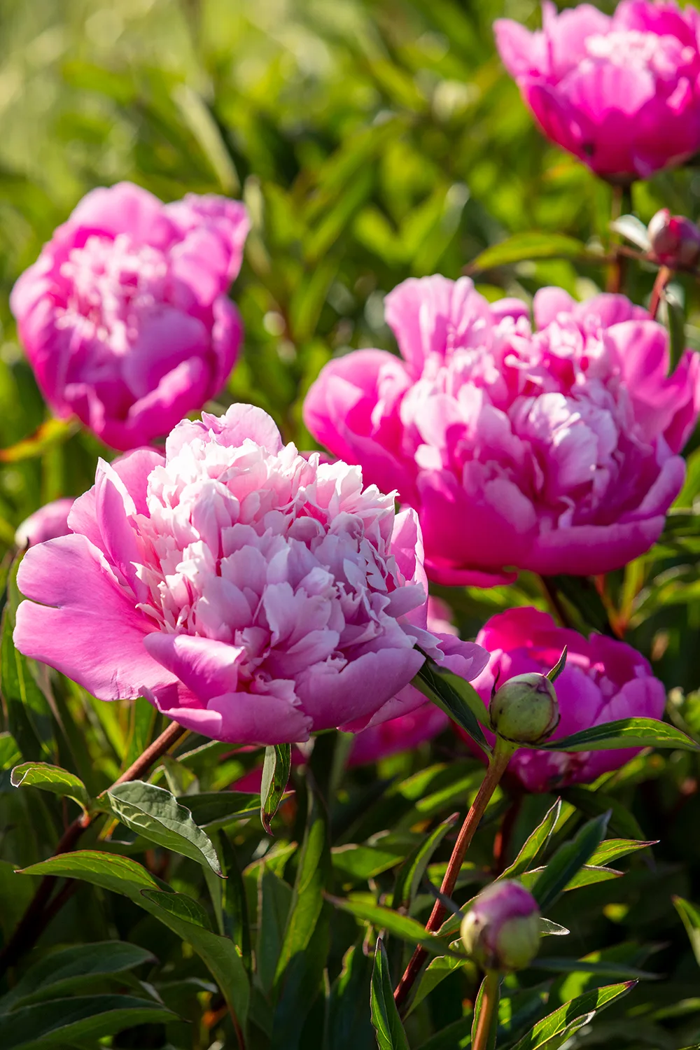 peony