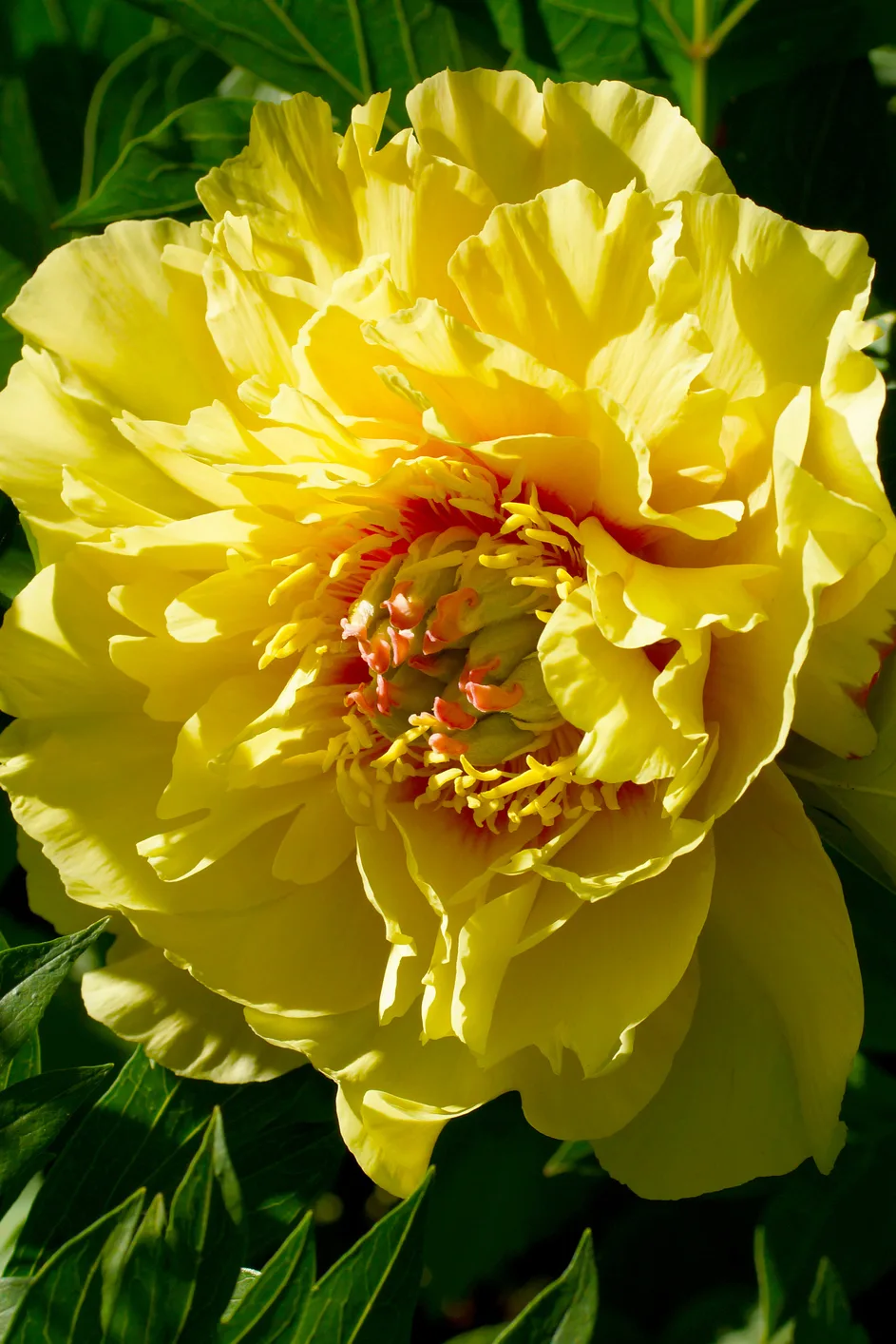Itoh peony