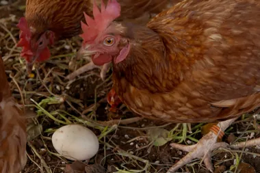 Dr Harry deals with problem chickens