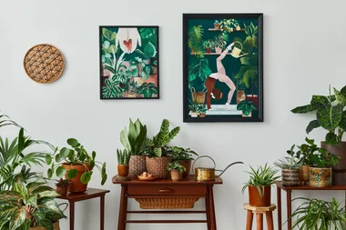 10 of the best low light indoor plants