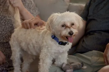 How to stop your dog barking in the car