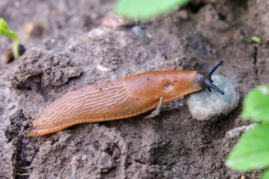 How to deal with slugs and snails after heavy rain