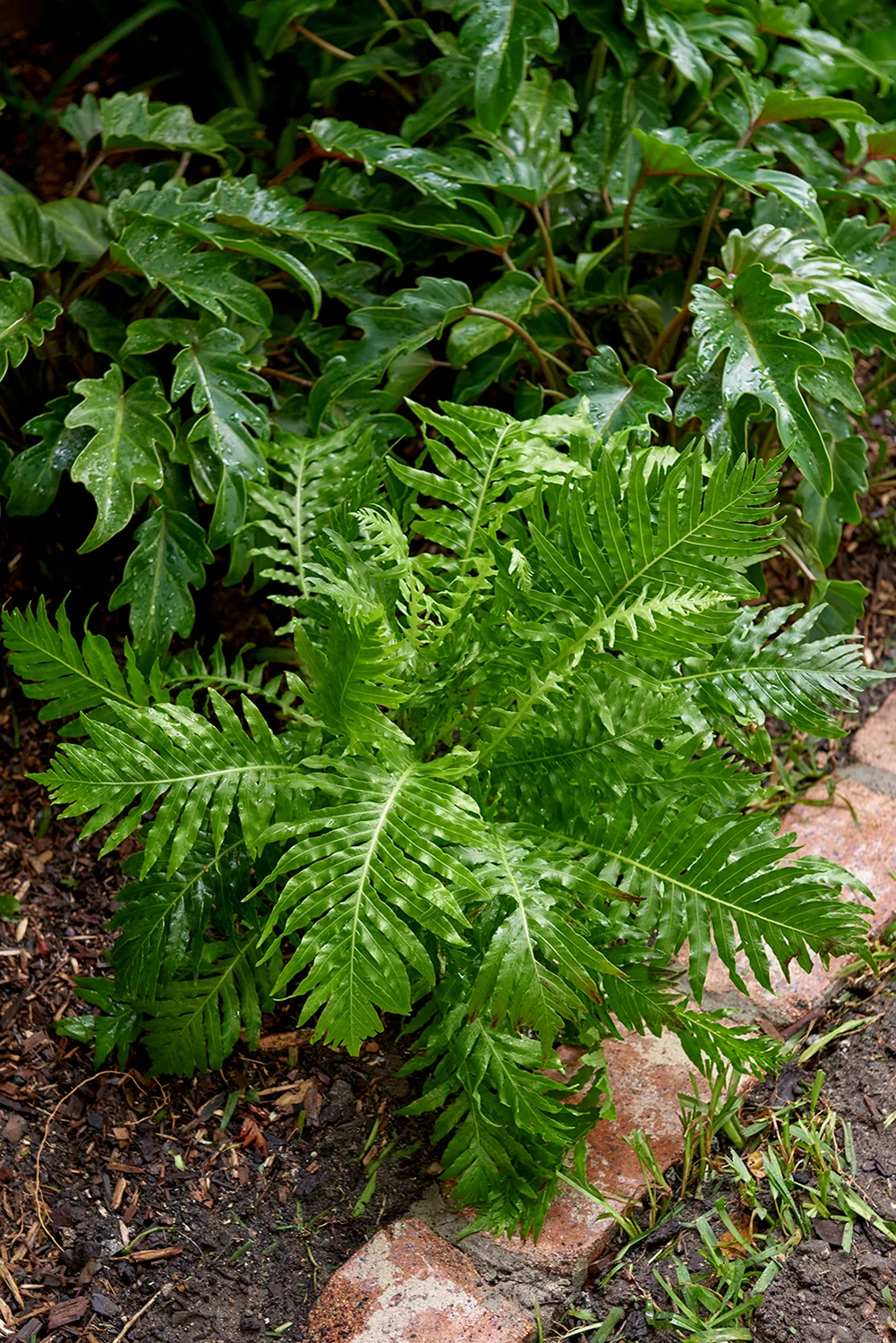 blechnum ‘silver lady’