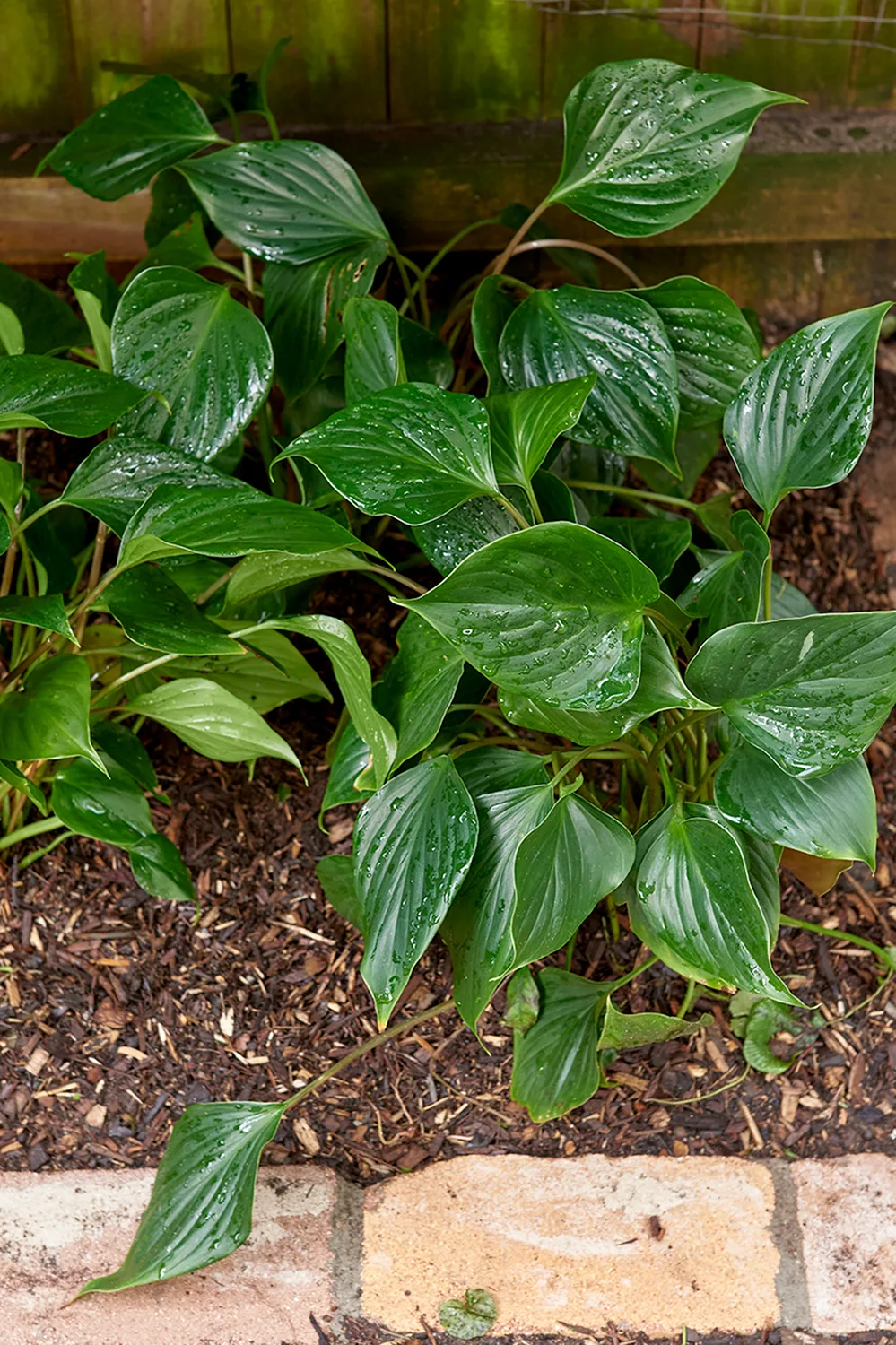 homalomena