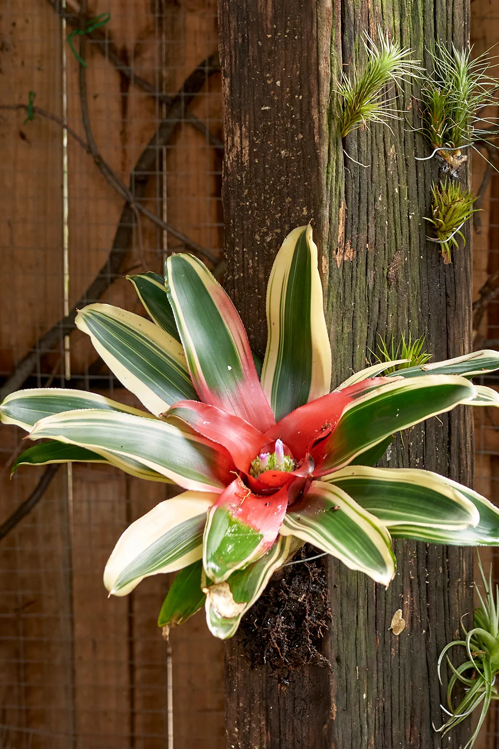 bromeliad