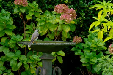 Graham visits Lindesay Garden