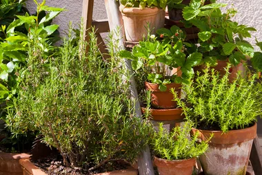 The best herbs to grow in winter