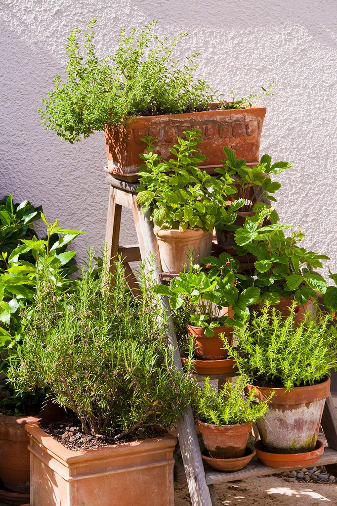 Give your dishes extra zing with herbs grown and picked fresh from your garden or windowsill.