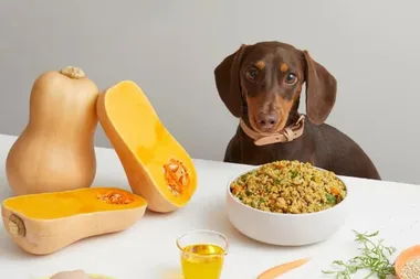The best pet food subscriptions for your pooch that are off-the-leash delicious