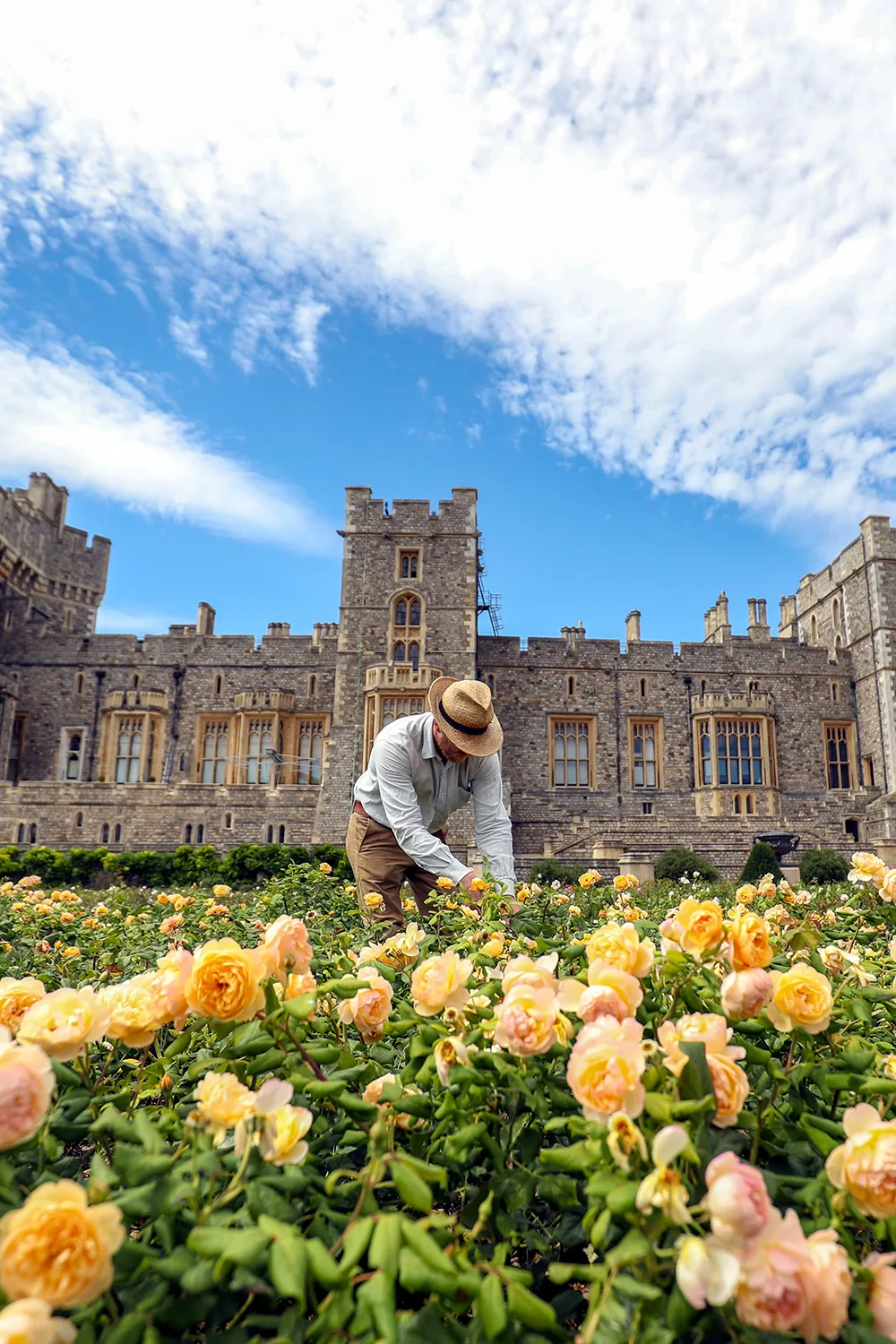 It's no secret that the Queen loves roses. They're featured throughout all six of her private gardens, including beds of 3,500 rose bushes planted in a geometric pattern at Windsor castle. According to the Royal Collection Trust, some of the roses were picked and used in table decorations at banquets. At Buckingham Palace, 60 bushes grow in each of the 25 beds, and each bed contains a different variety of rose, chosen for its fragrance, colour and disease resistance.
