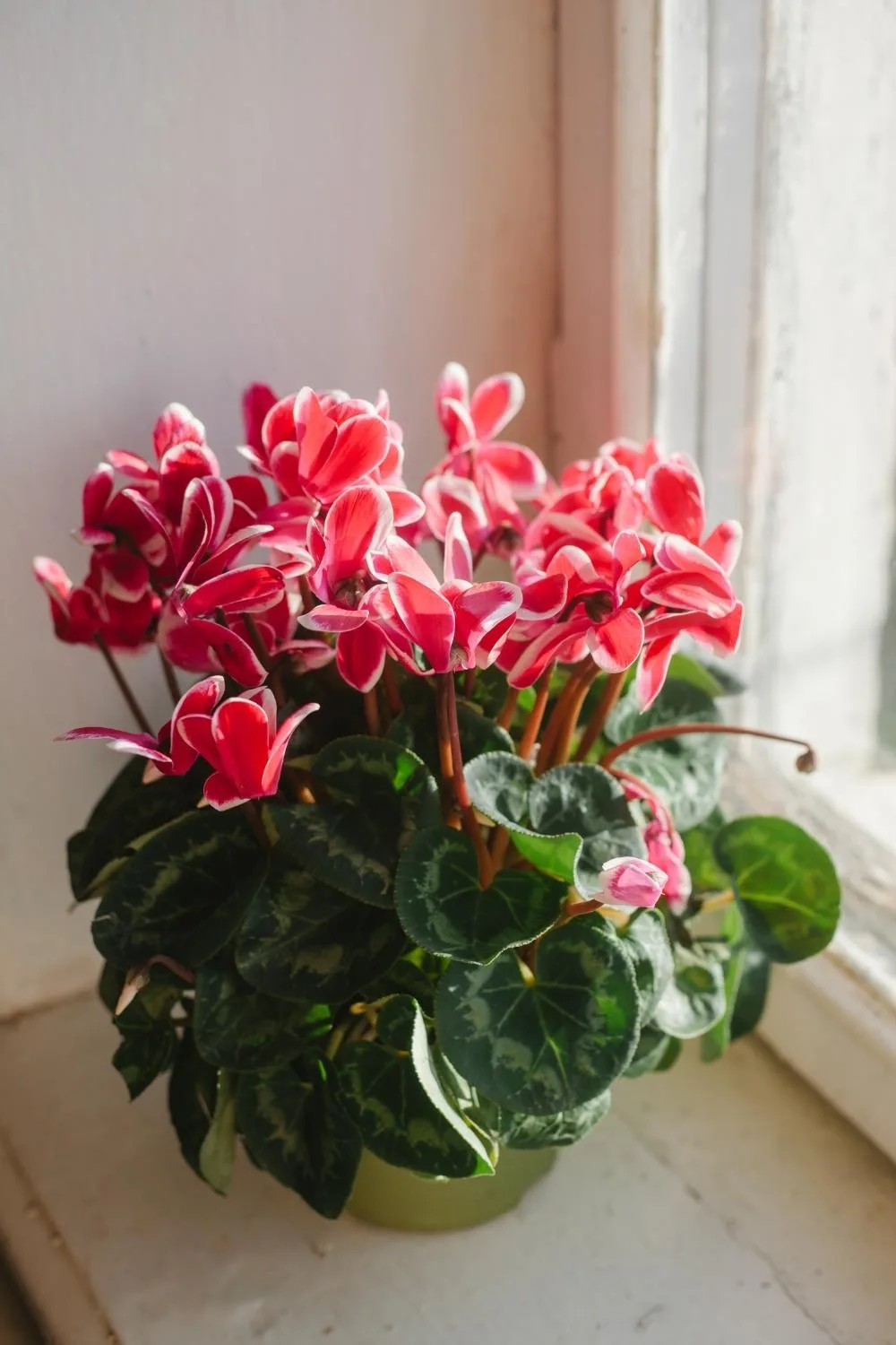 Cyclamen