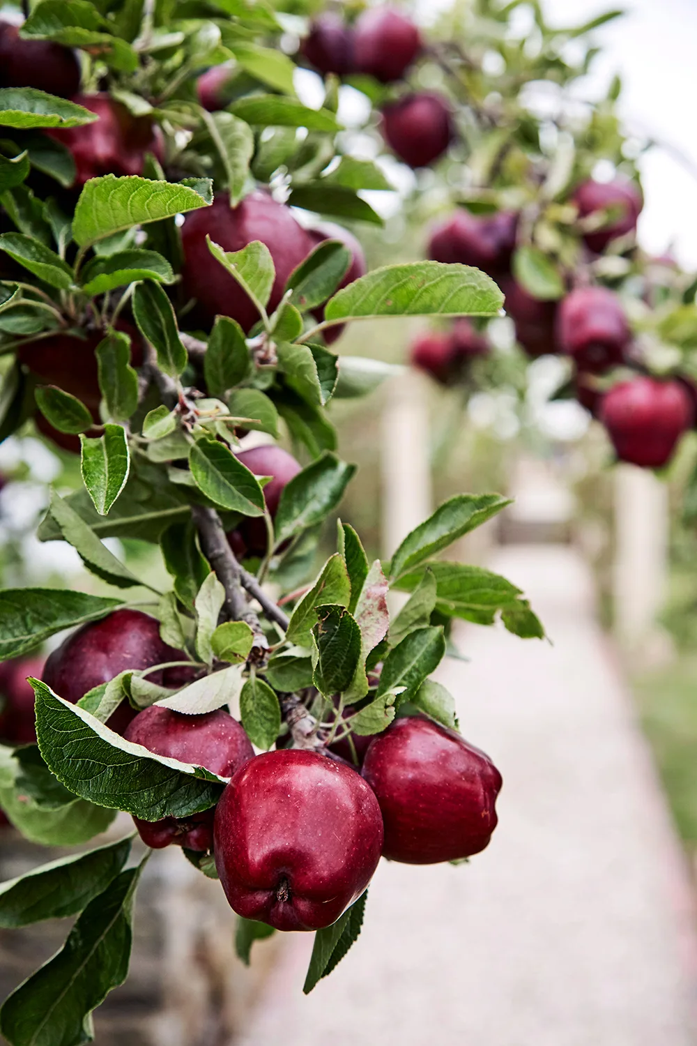 How to grow an apple tree | Better Homes & Gardens Australia
