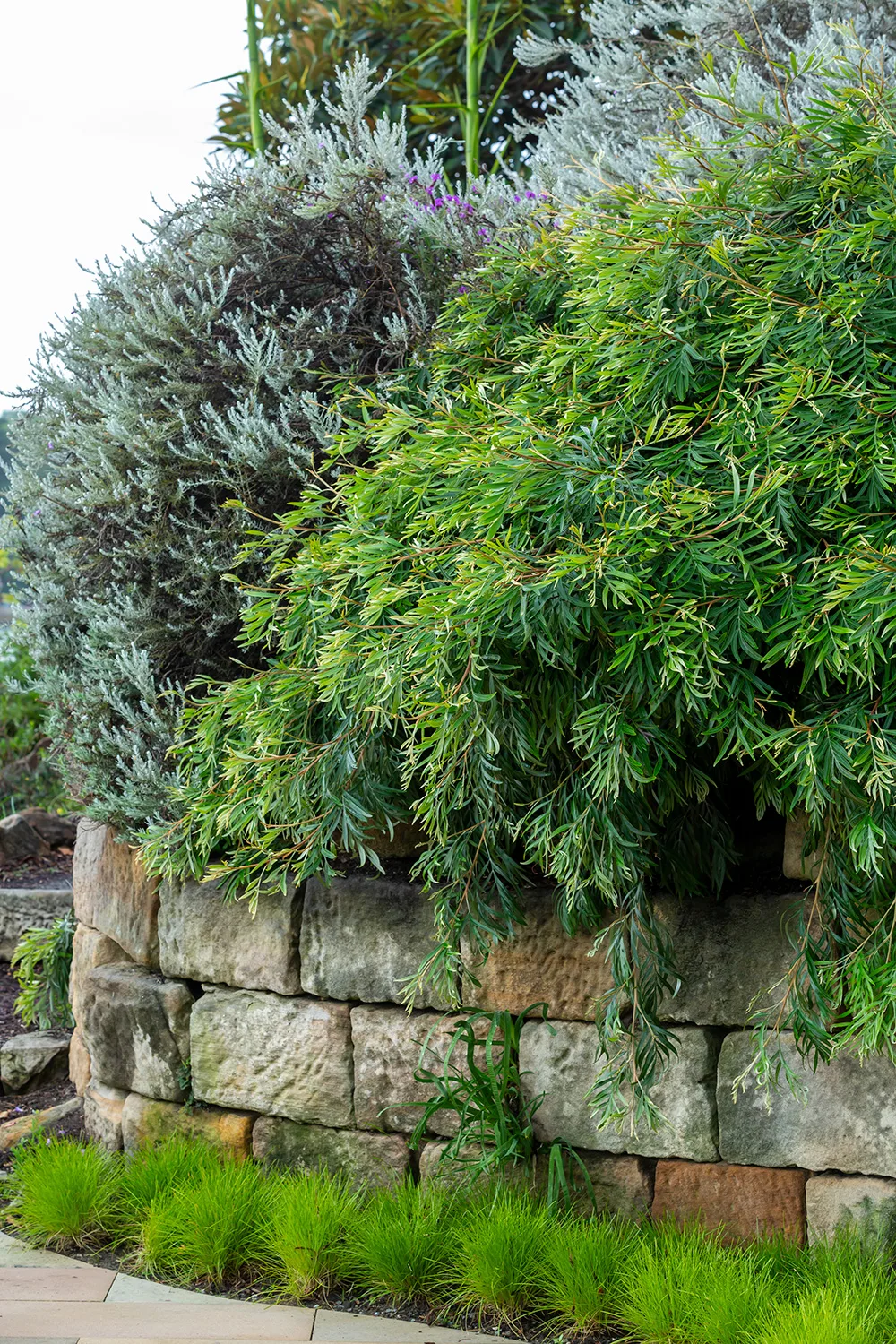 An example of an Australian native cottage garden is a raised stone garden bed with grevillea hanging over it.