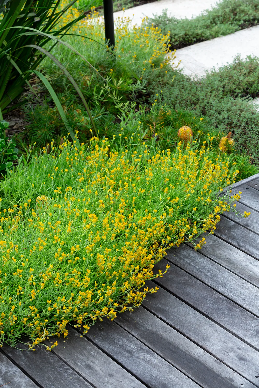 Yellow buttons are a pretty Australian native for cottage gardens, working well as groundcover.