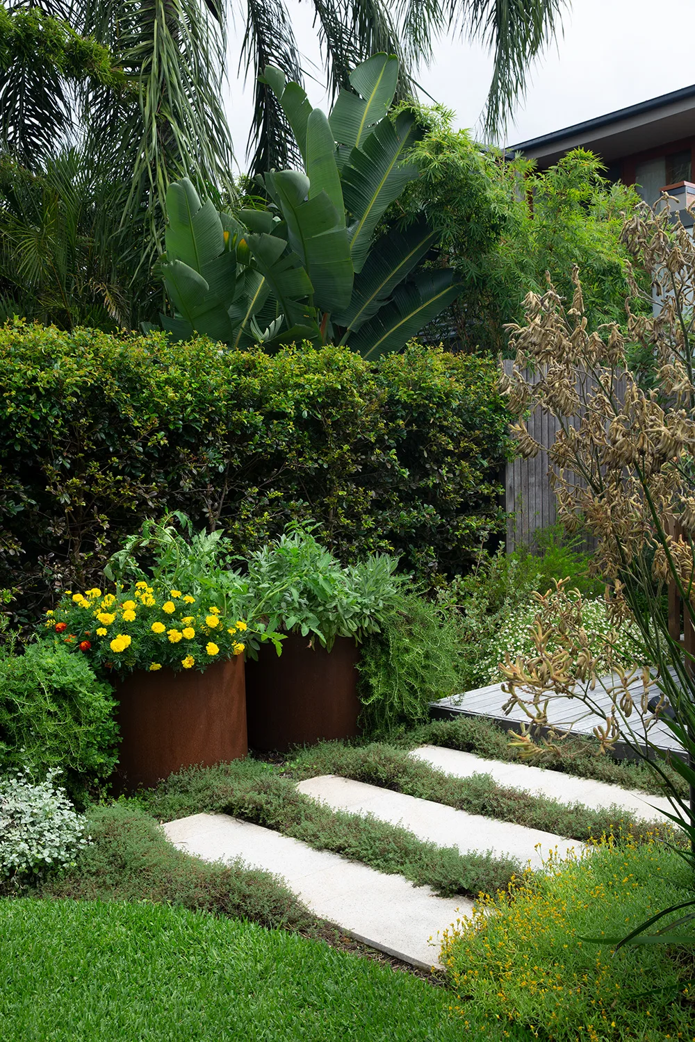 corten steel garden beds with native plants in front of lilly pilly hedge and stepping stones in white limestone