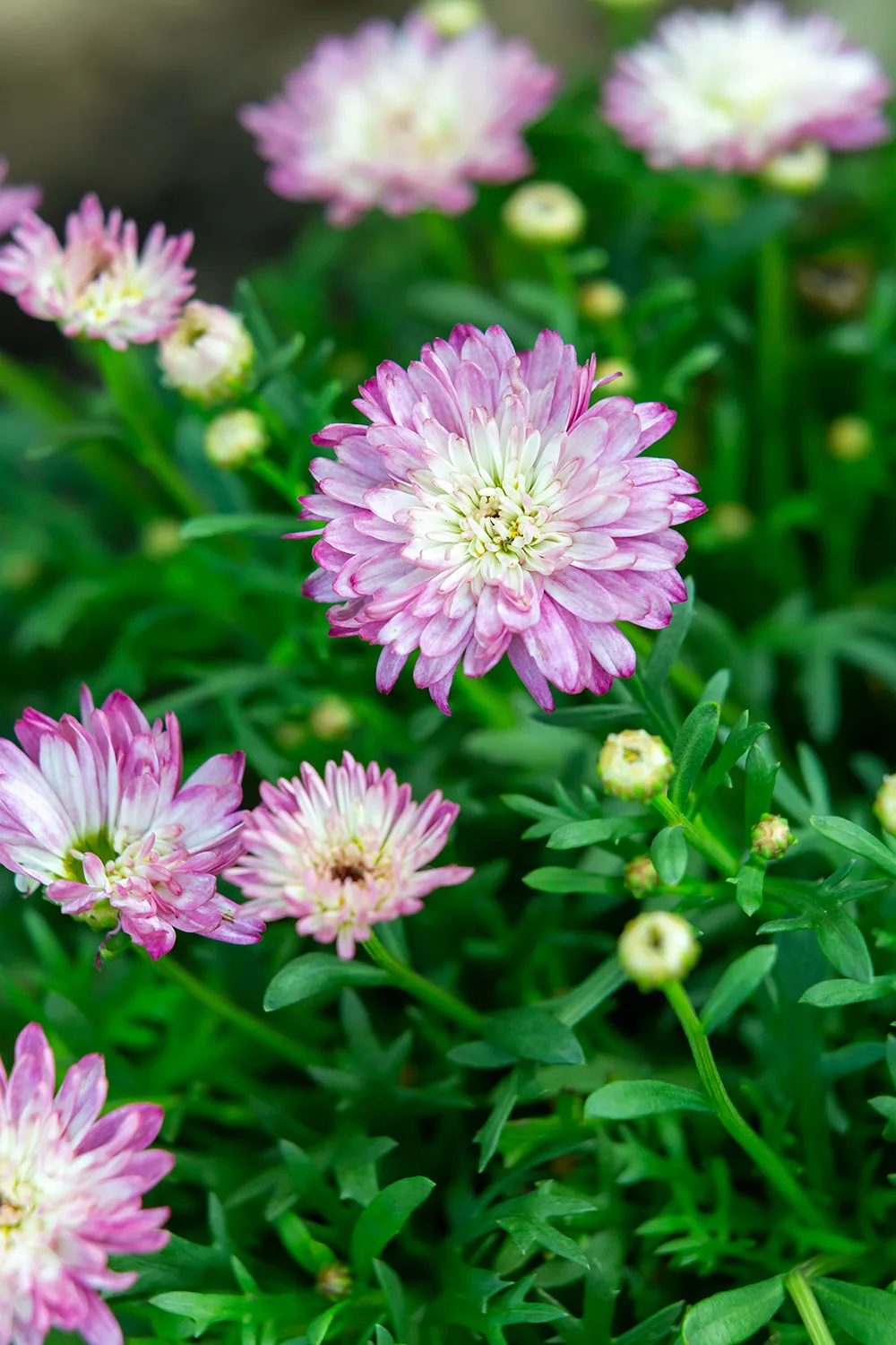 Federation Daisies