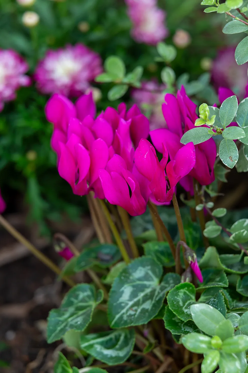 Cyclamen