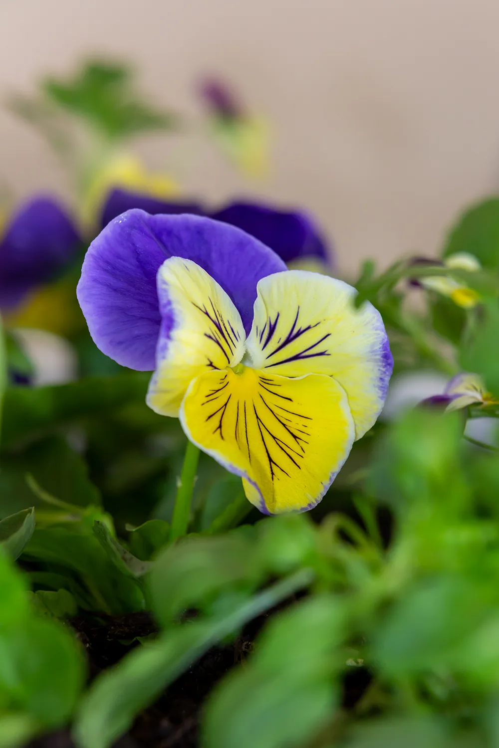 Pansy