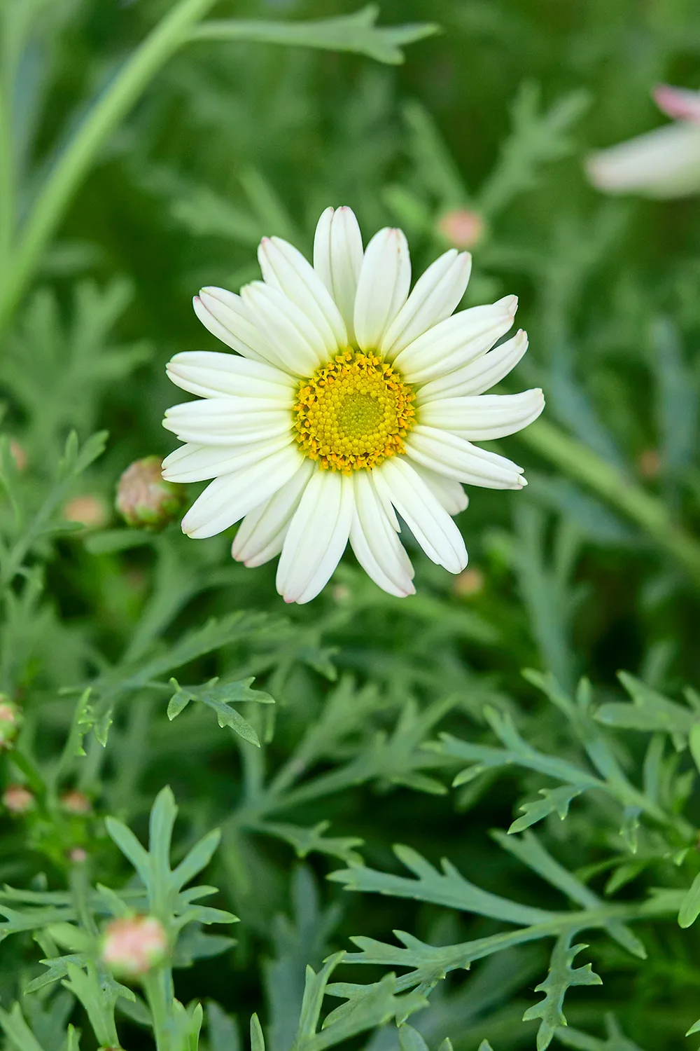 Federation Daisy