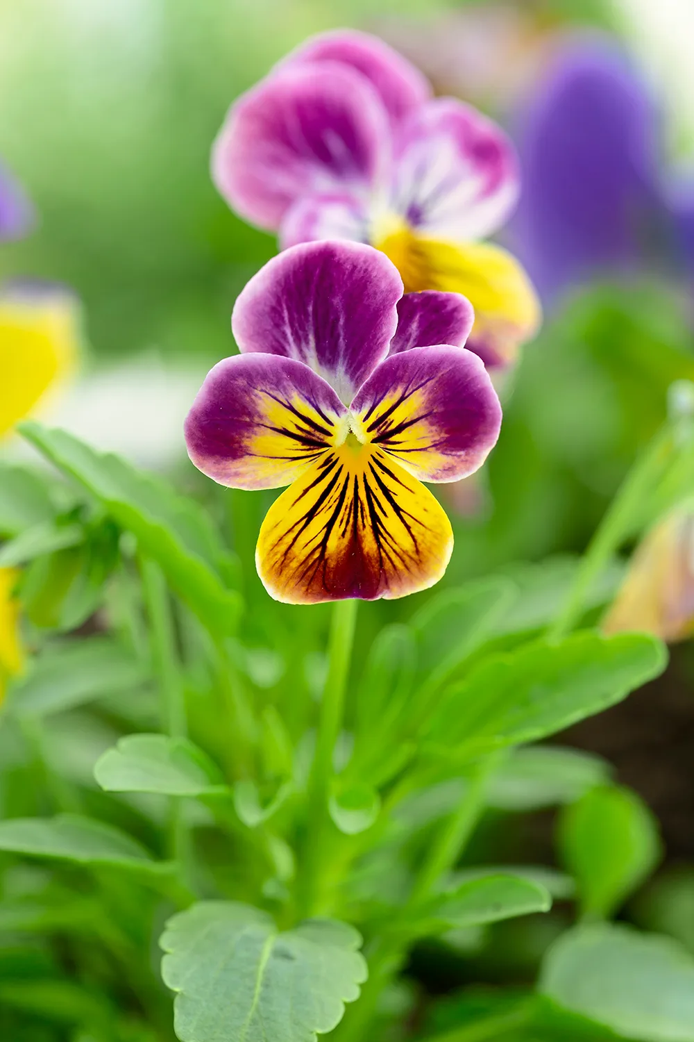 pansy