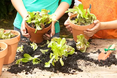 How to grow lettuce