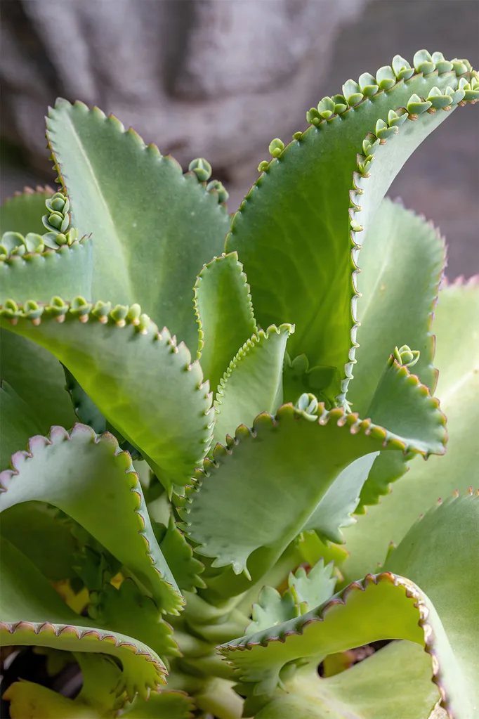 Kalanchoe daigremontiana