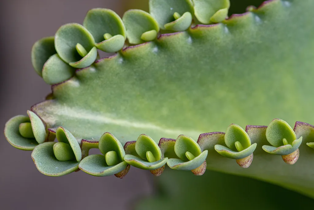 Kalanchoe daigremontiana