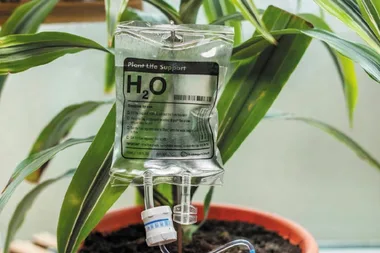 You can now buy an IV drip to help keep your plants alive