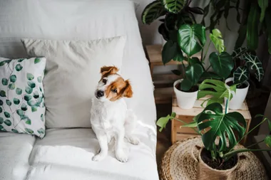Yes, house plants can improve your wellbeing – but there’s a catch!