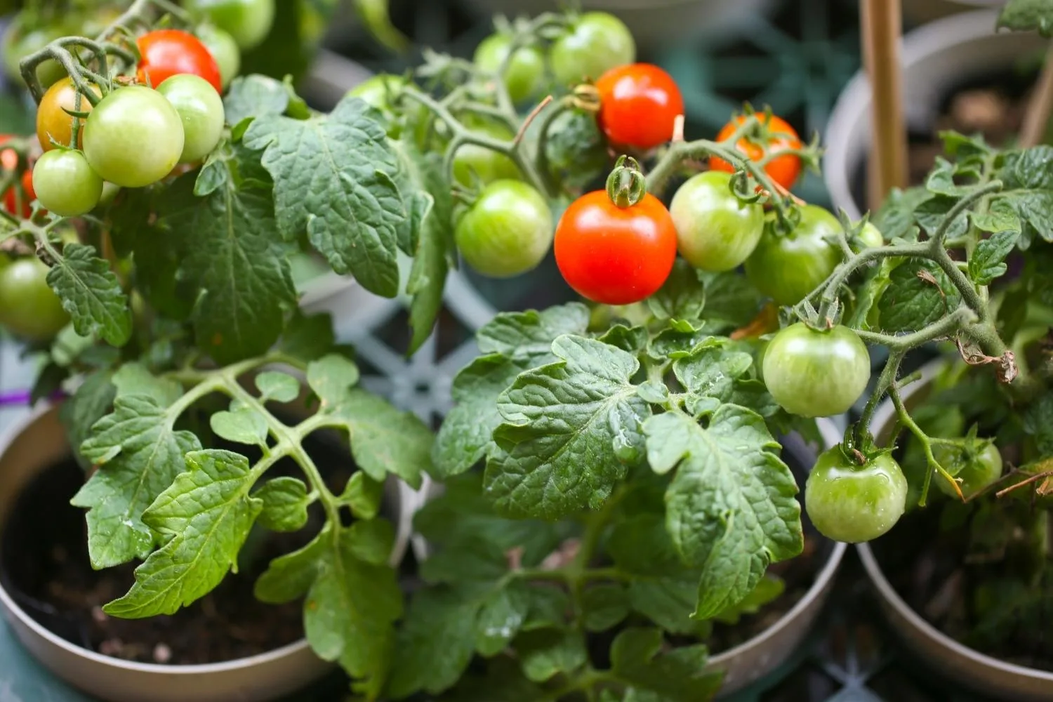 How to grow tomatoes in containers