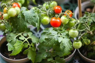 How to grow tomatoes in containers