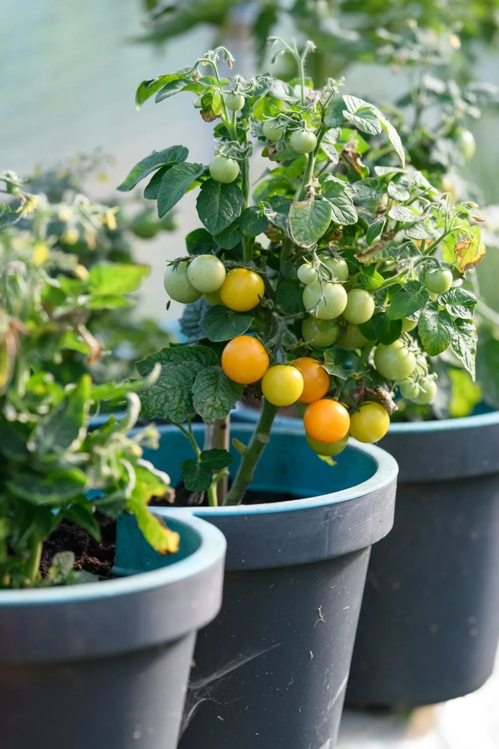 How to grow tomatoes in containers